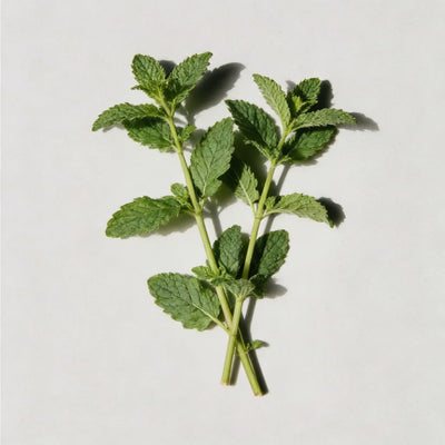 Wild Mint