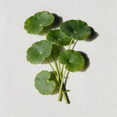 Gotu Kola