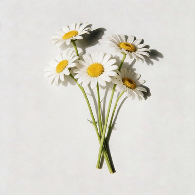 Chamomile