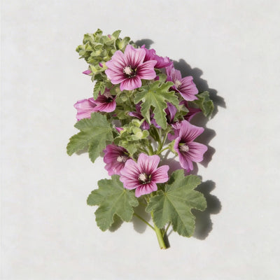 Tree Mallow