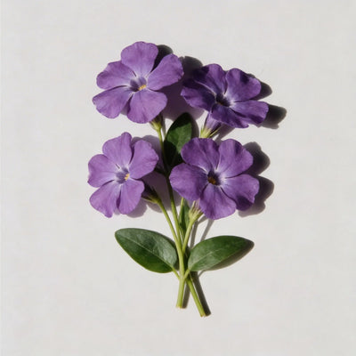 Tokyo Violet
