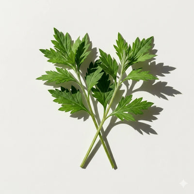 Mugwort